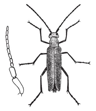Blister Beetles have a elongated body with thin and long antennae. Shown here is, macrobasis unicolor: female beetle at right; male antenna at left, vintage line drawing or engraving illustration.