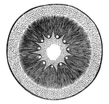 Calamite 'nin enine kesitleri, soyu tükenmiş ağaç benzeri bitki, at kuyruğuyla ilgili olarak, ahşap kamaları çevreleyen kortikal katman, klasik çizgi çizimi veya oyma çizimi gösterir..