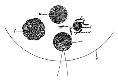 The development of reproductive bodies within the colony from the ordinary vegetative cells (v). f, a mass of female cells; m, motile cells; and other, vintage line drawing or engraving illustration.