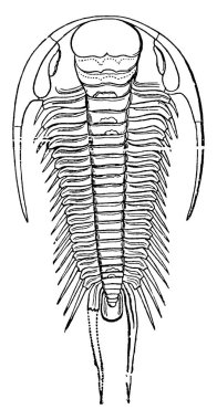 Kambriyen döneminden Trilobit (Paradoksides Bohemicus), yarı dairesel bir kafaya sahip, serbest yanaklar uzun, dar ve yinelenmiş omurga, klasik çizgi çizimi veya oyma çizimi ile sona erer.