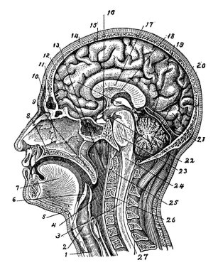 Beyin, boyun kasları, çene kemiği, omurga, burun boşluğu, vintage çizim ya da resimleme gibi önemli organlardan oluşan insan kafası ve boynundaki iç yapı..