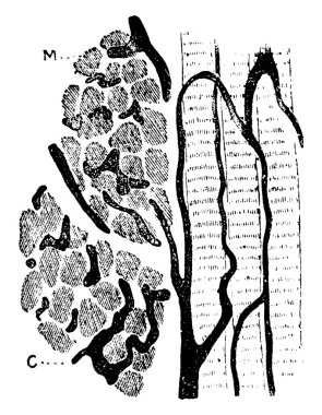 Boylamsal olarak çalışan üç kas lifleri, ve dilin çapraz kesiminde iki demet lif, M, kılcal damarlar; C, enjeksiyon, vintage çizgi çizimi veya oyma çizimi.