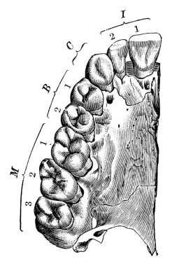Omurgalıların ağız ve gırtlak bölgeleri diş ve çene, klasik çizgi çizimi veya oyma resimleridir.