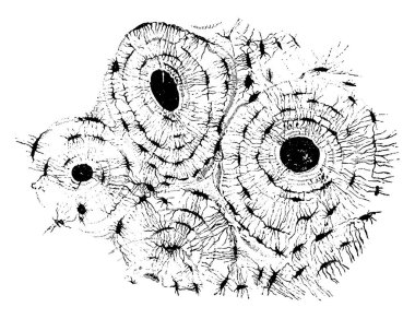 Çok sayıda küçük düzensiz boşluklar içerir, şekilli fusiform, lacunae olarak adlandırılır. Gösterilen, pazı kemiğinin çapraz bir kesiti, klasik çizgi çizimi ya da oyma çizimi..