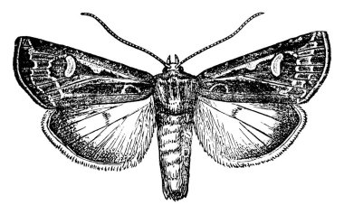 Kesme kurdunun olgun güvesi, gün boyunca toprağın altında saklanır ve karanlıkta bitkilerle beslenmek için ortaya çıkar ve gövdesini keser ya da filizlenir..
