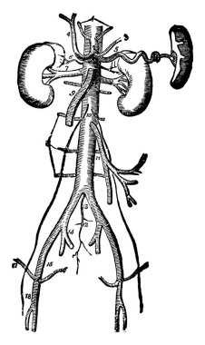 Major arteries of the body. The kidneys and spleen are also shown with their respective arteries, it shows three different size of images in it, vintage line drawing or engraving  clipart
