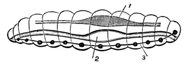 Dış iskeletinin segmentlerden oluştuğunu gösteren bir Annulosa diyagramı. Etiketler: 1, vasküler sistem; 2, sindirim organları; 3, gangliya, vintage çizgi çizimi veya gravür çizimi.