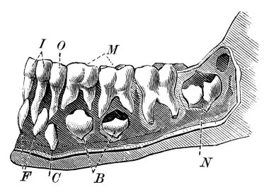  Etiket: Ben, kesici dişler; O, köpek dişleri; M, azı dişleri; son azı dişi ilk kalıcı dişler; F, kalıcı kesici dişlerin keseleri; ve diğer, eski çizimler veya oyma çizimleri.