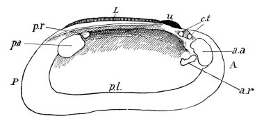Etiketler: kabuğun içi (sol kapakçık), u, umbo; L., bağ dokusu; c. t, yan dişler; a, ön addüktör izi; ve diğer, vintage çizgi çizimi veya resimleme.