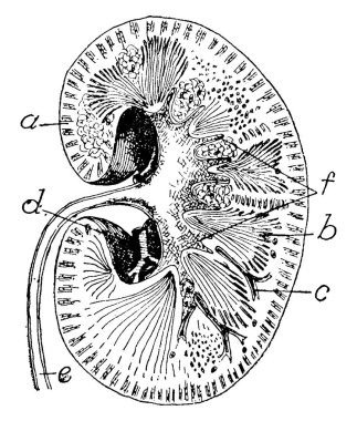İnsan böbreğinin enine kesiti: (a) korteks; (b) medulla; (c) böbrek atardamarının küçük dalı; (d) renal arter; (e) üreter; (f) pelvis, içinde böbrek resimleri, vintage çizim veya oyma 