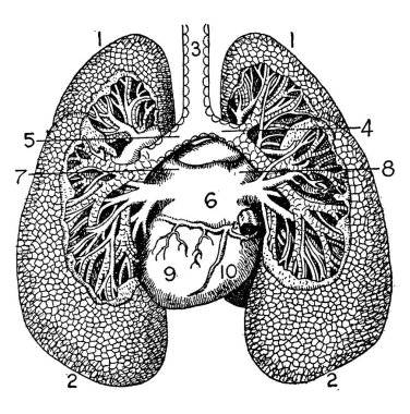 Ciğerleri, 1, akciğerler zirvesi, 2, akciğerler tabanı, 3, trakea, 4, sağ bronz, 5, sol bronz, 6, kalbin sol kulakçığı, ve diğer, vintage çizgi çizimi veya resimleme.