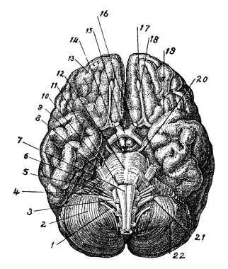 Bu beynin farklı parçalardan oluşan temel görüntüsüdür. Beyin, yaşayan tüm canlıların en karmaşık organıdır. Klasik çizim ya da gravür çizimi..