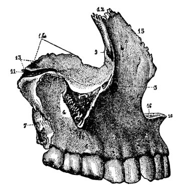 Maxillae, üst çene olarak da bilinen, yüzün baskın kısmını oluşturan bir çift kemik, klasik çizgi çizimi veya gravür çizimi..