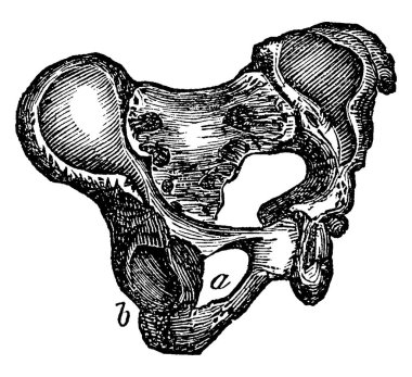 Leğen kemiği. Resimde üç farklı boyutta resim gösteriliyor, leğen kemiği, klasik çizgi çizimi veya oyma gösteriyor. 