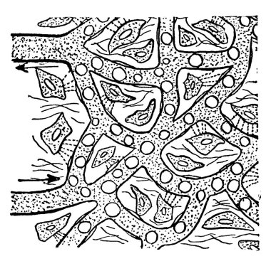 Kan plazması, normalde kan hücrelerini tutan sarımsı sıvı bir bileşendir. Vücut hücrelerini beslemek için kılcal damarlardan geçer. Klasik çizim ya da oyma..