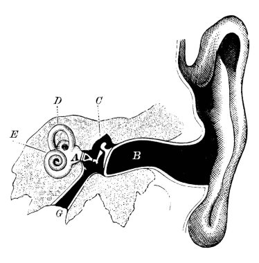 İnsan kulağı. Etiketler: A, vestibule veya antechamber; B, işitsel kanal; C, çekiç, örs ve üzengi; D, yarı dairesel kanal; ve diğer, vintage çizgi çizimi veya resimleme.