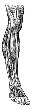 Ayak bileğindeki tendonlara nasıl geçtiklerini gösteren tipik bir bacak kasları tasviri, klasik çizgi çizimi ya da gravür çizimi..