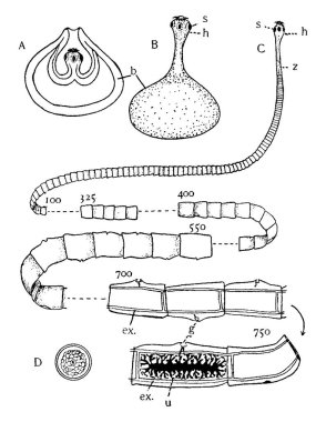 Represents, A, Cysticercus or Bladderworm stage, before the head protrudes from the bladder; B, same, later stage; C, Strobila; and other, vintage line drawing or engraving illustration. clipart