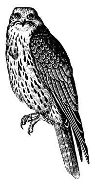 Sultan şahin ile keskin pençeleri delici görme, vintage çizgi çizme veya oyma illüstrasyon.