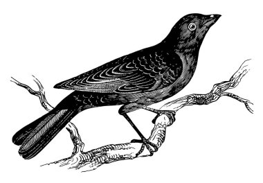 İçin bir yuva, vintage çizgi çizme veya oyma illüstrasyon kurmak değil inek kara kuş kuşlar arasında önemli.