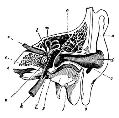 Bu örnekte A kesit kulak, vintage çizgi çizme veya oyma illüstrasyon temsil eder..