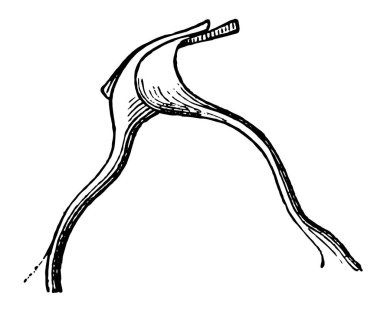 Bu resimde Lamina Reticularsis, vintage çizgi çizme veya oyma illüstrasyon temsil eder..