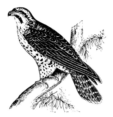 Peregrine Falcon nereye giderlerse gitsinler, vintage çizgi çizme veya oyma resimde bu kuşlar terör ilham anlamak kolaydır.