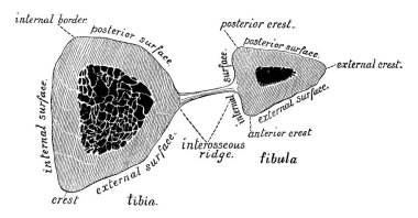 Bu resimde incik kemikleri, vintage çizgi çizme veya oyma illüstrasyon temsil eder..