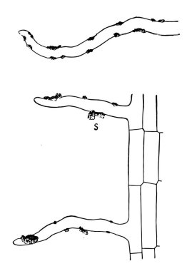 Bu resimde marul kök yapışık toprak taneleri, vintage çizgi çizme veya oyma illüstrasyon ile temsil eder.