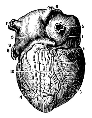Bu diyagram kalp, vintage çizgi çizme veya oyma illüstrasyon Posterior bir görünümünü temsil eder..