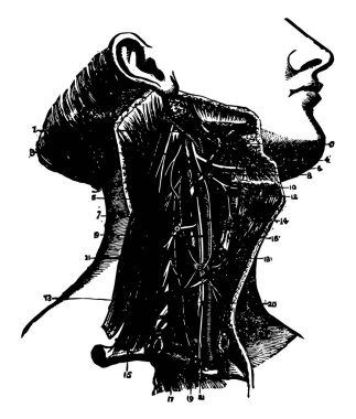 Sinirler ve kan damarları, vintage çizgi çizme veya oyma resimde gösterilen boyun tarafında.