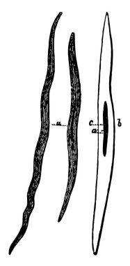 Bu örnekte düz kas dokusu, vintage çizgi çizme veya oyma illüstrasyon temsil eder..