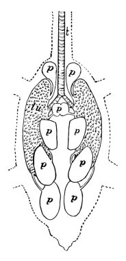 Güvercin akciğerler olduğunu bir alt hipersensitivite pnömonisi, vintage çizgi çizme veya oyma illüstrasyon.