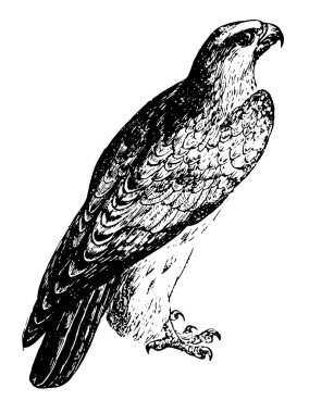 Şahin falconet büyüklükleri gyrefalcon, vintage çizgi çizme veya oyma illüstrasyon değişen kuşları bir grup.