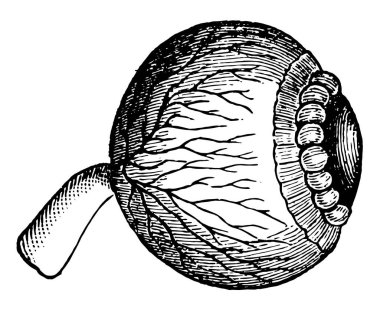 Bu resimde Lens, göz, vintage çizgi çizme veya oyma illüstrasyon temsil eder..