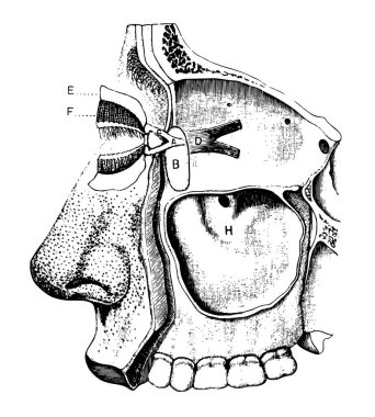 Bu resimde göz kapakları ve gözyaşı aparatı, vintage çizgi çizme veya oyma illüstrasyon temsil eder.