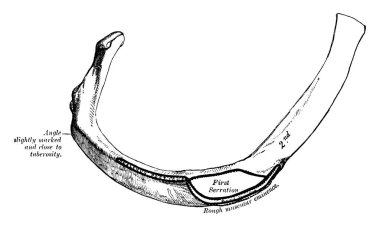 Bu örnekte ikinci kaburga, vintage çizgi çizme veya oyma illüstrasyon temsil eder..