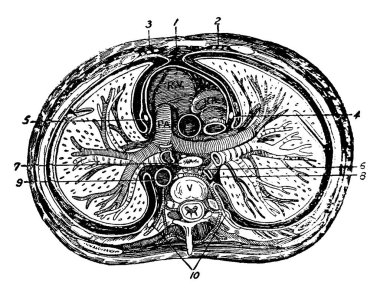 Toraks, vintage çizgi çizme veya oyma illüstrasyon enine bölümünü.