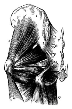 Bu resimde kas kalça, vintage çizgi çizme veya oyma illüstrasyon temsil eder..