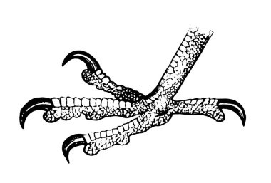 Bu resim Falcon ayak, vintage çizgi çizme veya oyma illüstrasyon temsil eder..