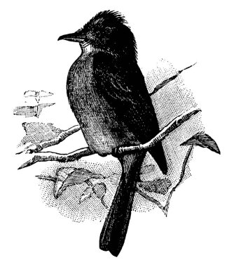 Ahşap Pewee tünemiş bir şube, vintage çizgi çizme veya oyma illüstrasyon.