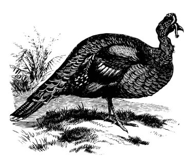 Honduras Türkiye Orta Amerika, vintage çizgi çizme veya oyma illüstrasyon için yerel.