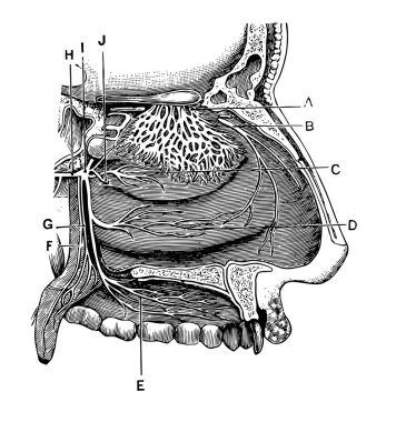 Bu resimde sinirler burun deliği, vintage çizgi çizme veya oyma illüstrasyon temsil eder..