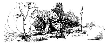 Bir leopar woods, vintage çizgi çizme veya oyma illüstrasyon