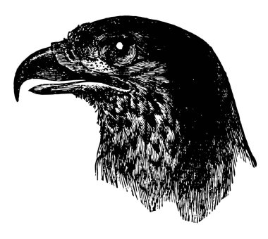 Bu diyagram Brezilyalı kartal başını, vintage çizgi çizme veya oyma illüstrasyon temsil eder..