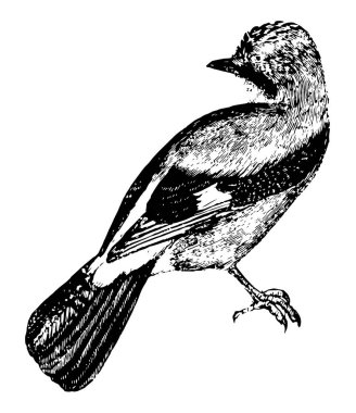 Avrupa Jay gri, vintage çizgi çizme ile tinged veya oyma illüstrasyon kahverengi kırmızıdır.