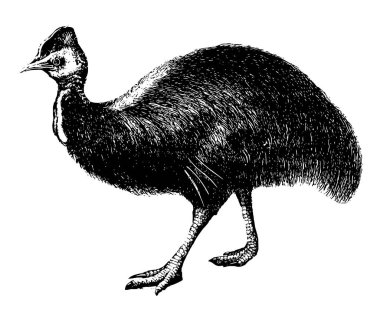 Cassowary yakından devekuşu, vintage çizgi çizme veya oyma illüstrasyon ilgilidir.