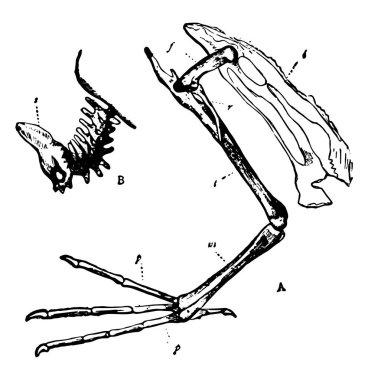 İşlev dalgıç kemikler, vintage çizgi çizme veya oyma illüstrasyon iş.