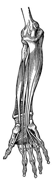 前腕の後ろの伸展筋の典型的な表現 手首の腱は注記されています ヴィンテージライン図面や彫刻イラスト — ストックベクタ