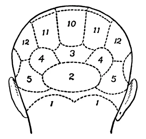 면역학 Phrenology 사람의 머리에 사용하는 정신적 감정을 수있다는 심리학적 이론이다 — 스톡 벡터